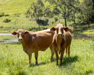 Our Cows