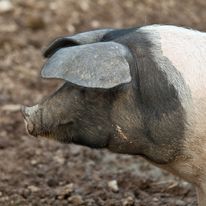Our Pigs