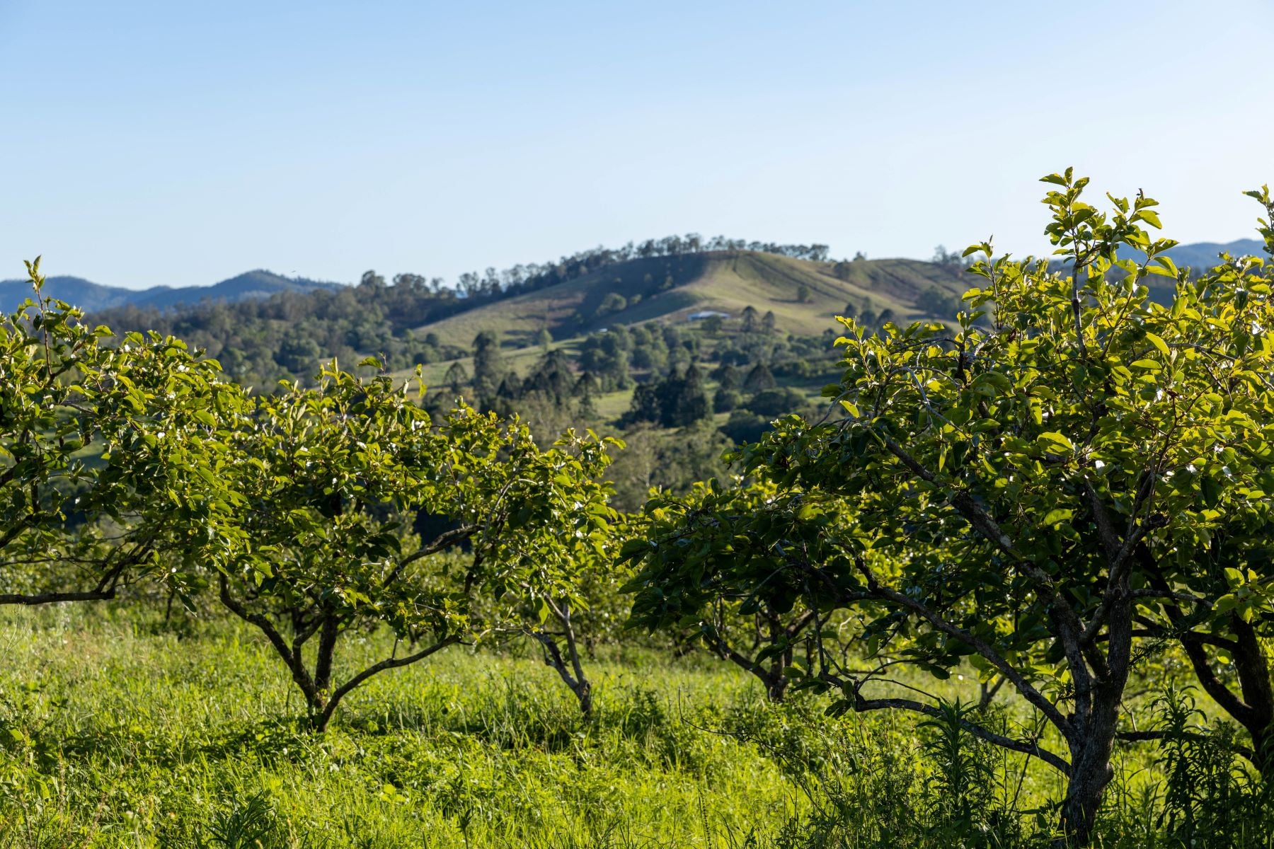 Farm Stay Amamoor Sunshine Coast