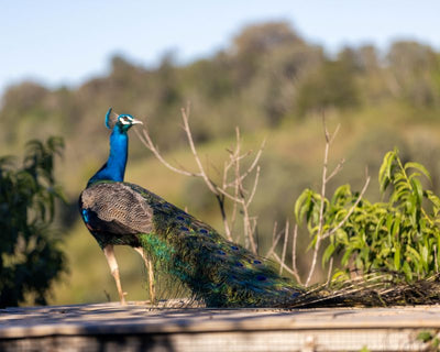 Farm tours Sunshine Coast region bird
