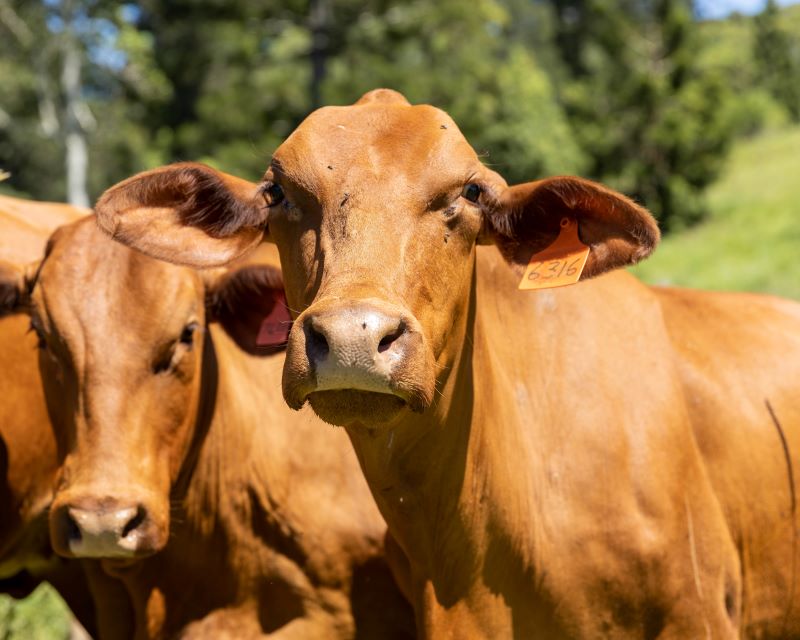 Farm tours Sunshine Coast region cattle