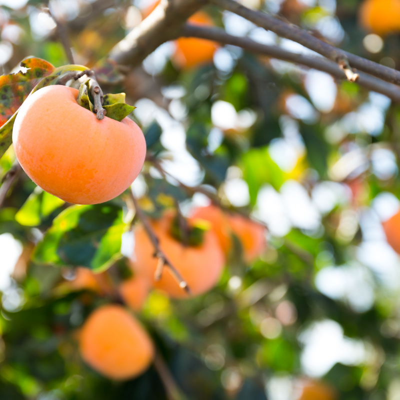 Persimmons on tree