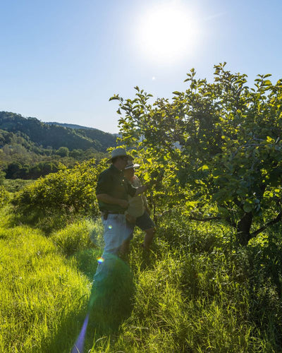 Farmer checking persimmon tree